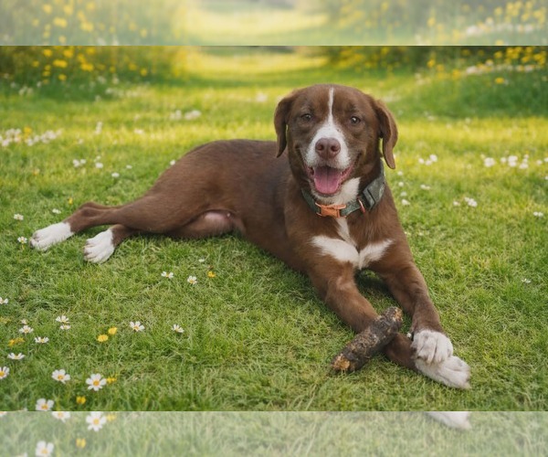 Medium Photo #1 Aussiedor Puppy For Sale in Oakhurst, NJ, USA