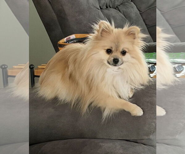 Medium Photo #2 Pomeranian Puppy For Sale in Lebanon, PA, USA