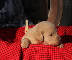Small Photo #3 Labradoodle Puppy For Sale in SHARPSBURG, GA, USA