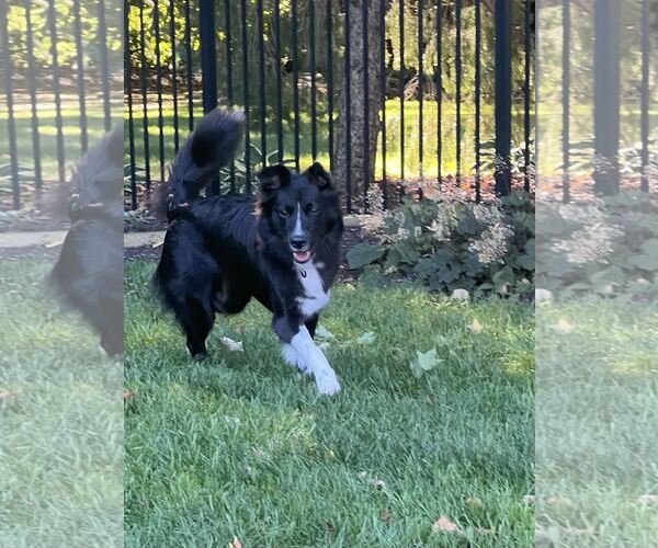 Medium Photo #36 Carolina Dog Puppy For Sale in Highland, IL, USA