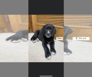 Bernese Mountain Dog-Labrador Retriever Mix Puppy for sale in OSTERBURG, PA, USA