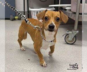 Jackshund Dogs for adoption in Washington, DC, USA