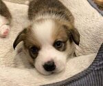 Small #4 Pembroke Welsh Corgi