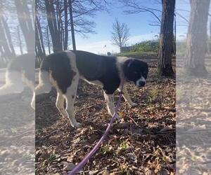 Border Collie-Unknown Mix Dogs for adoption in Frenchburg, KY, USA