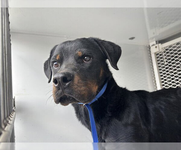 Medium Photo #1 Rottweiler Puppy For Sale in Bakersfield, CA, USA