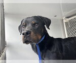 *TITAN - Male Rottweiler Dog for Adoption - Small photo