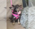 Small #1 Jack Russell Terrier-Miniature Schnauzer Mix
