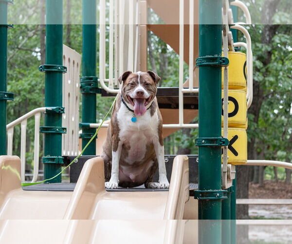 Medium Photo #12 Mutt Puppy For Sale in Woodbury, NY, USA