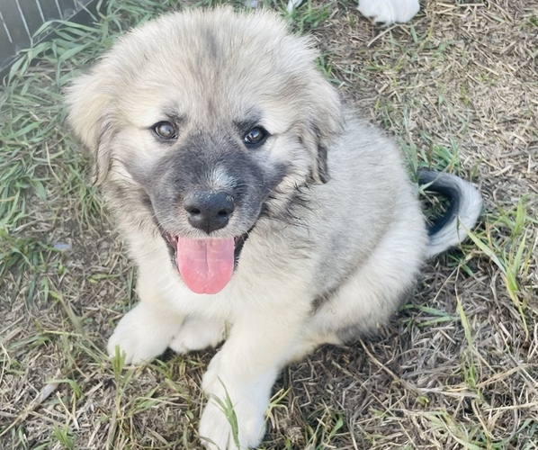 Medium Photo #2 Great Pyrenees Puppy For Sale in LONGMONT, CO, USA