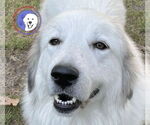 Small #1 Great Pyrenees