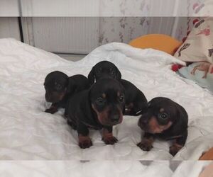 Dachshund Puppy for sale in JACKSONVILLE, FL, USA