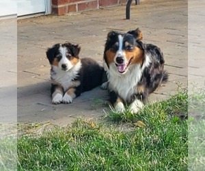 English Shepherd Puppy for Sale in ETNA GREEN, Indiana USA