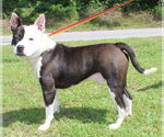 Small #1 American Pit Bull Terrier Mix