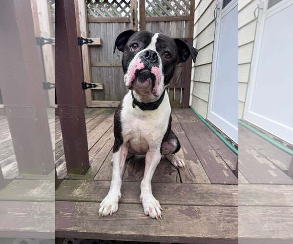 Medium Photo #2 Boxer Puppy For Sale in Burnsville, MN, USA