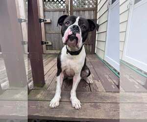 Drago - FOSTER OR ADOPT ME!! - Male Boxer Dog for Adoption - Photo #2