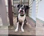 Small #1 Boxer