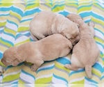 Small Photo #97 Labrador Retriever Puppy For Sale in OLYMPIA, WA, USA