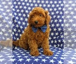 Small Photo #2 Goldendoodle-Poodle (Toy) Mix Puppy For Sale in NOTTINGHAM, PA, USA