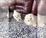 Small #2 Maltese