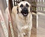 Small #1 Anatolian Shepherd