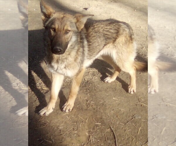 Medium Photo #2 German Shepherd Dog Puppy For Sale in LOGAN, OH, USA