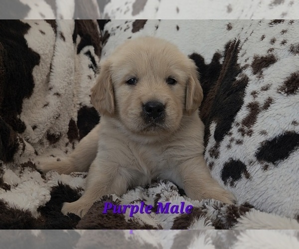 Medium Photo #1 Golden Retriever Puppy For Sale in CRAWFORDVILLE, FL, USA