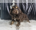 Puppy Bentley AKC Cocker Spaniel