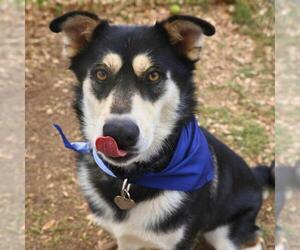 Siberian Husky-Unknown Mix Dogs for adoption in San Antonio, TX, USA