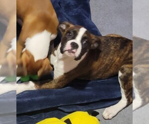 Boxer Puppy for sale in STAFFORD, CT, USA