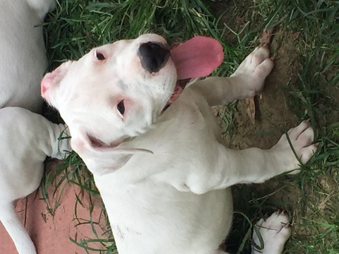 Medium Photo #1 Dogo Argentino Puppy For Sale in RICHLANDS, NC, USA