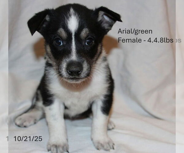 Medium Photo #1 Border Collie-Siberian Husky Mix Puppy For Sale in Aurora, IN, USA