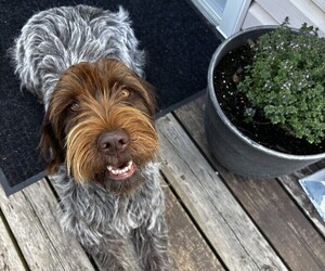 Mother of the Wirehaired Pointing Griffon puppies born on 07/20/2026