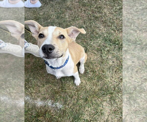 Medium Photo #5 American Pit Bull Terrier-American Staffordshire Terrier Mix Puppy For Sale in Wenonah, NJ, USA