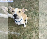 Small #4 American Pit Bull Terrier-American Staffordshire Terrier Mix