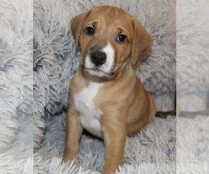 Labrador Retriever-Unknown Mix Dogs for adoption in Plainfield, IL, USA