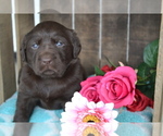 Small Photo #6 Labrador Retriever Puppy For Sale in GREENWOOD, WI, USA