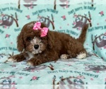 Small Photo #2 Cavapoo Puppy For Sale in LAKELAND, FL, USA