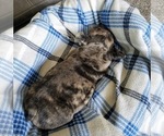 Small Photo #8 French Bulldog Puppy For Sale in PASCO, WA, USA