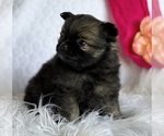 Small #6 Pomeranian