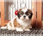 Puppy Rex Shih Tzu