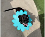 Small #2 Dachshund Mix