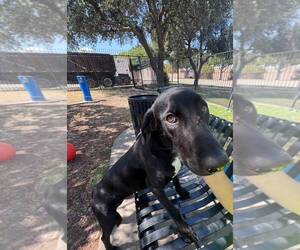 Bob - Male Doberman Pinscher-Labrador Retriever Mix Dog for Adoption - Photo #2