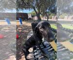 Small Photo #2 Doberman Pinscher-Labrador Retriever Mix Puppy For Sale in Rowlett, TX, USA