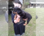 Small Photo #2 Rottweiler Puppy For Sale in PINE KNOT, KY, USA