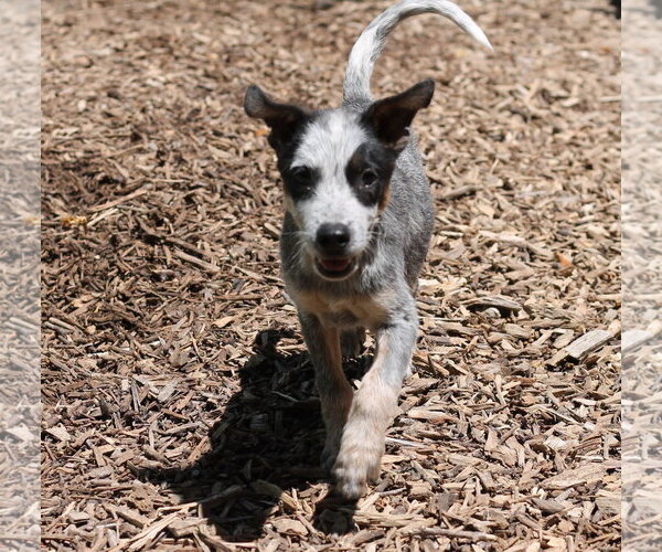 Medium Photo #2 Mutt Puppy For Sale in Paso Robles, CA, USA