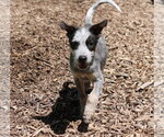 Small #1 Mutt