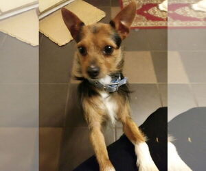 Mutt Dogs for adoption in New Orleans, LA, USA
