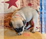 Small Photo #6 Pug Puppy For Sale in LEBANON, PA, USA