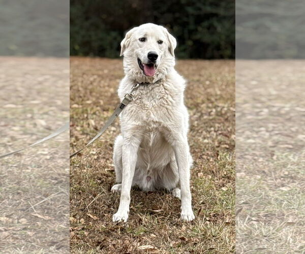 Medium Photo #3 Labrenees Puppy For Sale in Attalka, AL, USA