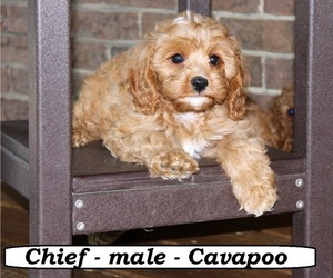 Cavapoo Puppy for sale in CLARKRANGE, TN, USA